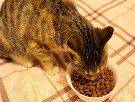 赛西宠物：新手养猫必藏！6步避坑指南+10款高口碑猫粮推荐2025最新