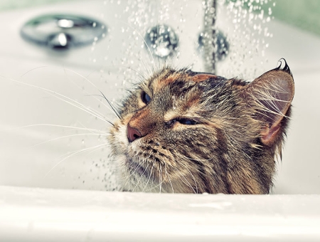 给猫咪洗澡应该注意什么？