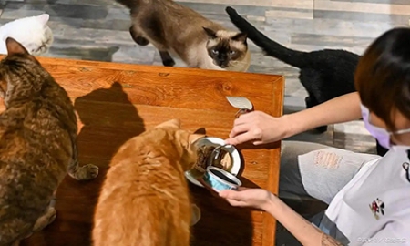 膨化猫粮和烘焙猫粮哪个好?5大维度实测教你选对主子命定粮