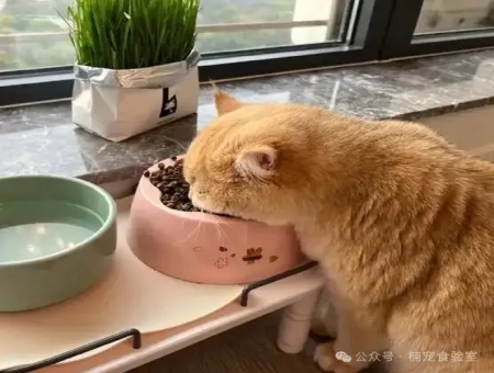 如何挑选优质宠物食品？避开这5个坑！新手养宠必看指南
