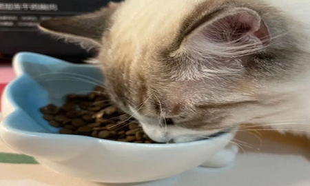 无谷猫粮和有谷猫粮：科学指南教你选对宠物食品！