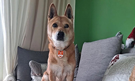 【赛西宠物】老年犬科学养护指南，助TA安享幸福晚年！