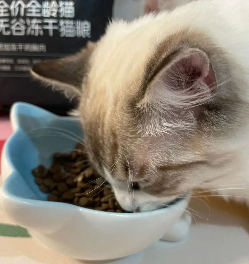 无谷猫粮和有谷猫粮：科学指南教你选对宠物食品！