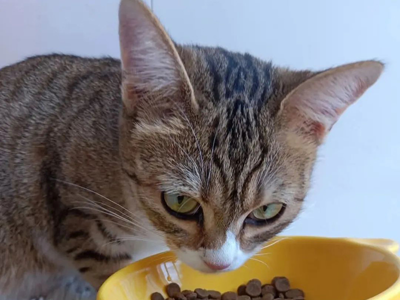 无谷猫粮和有谷猫粮：科学指南教你选对宠物食品！01